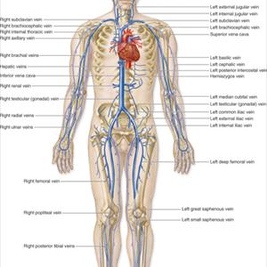 Vaginal Varicosities - The Treatment Of Varicose Veins